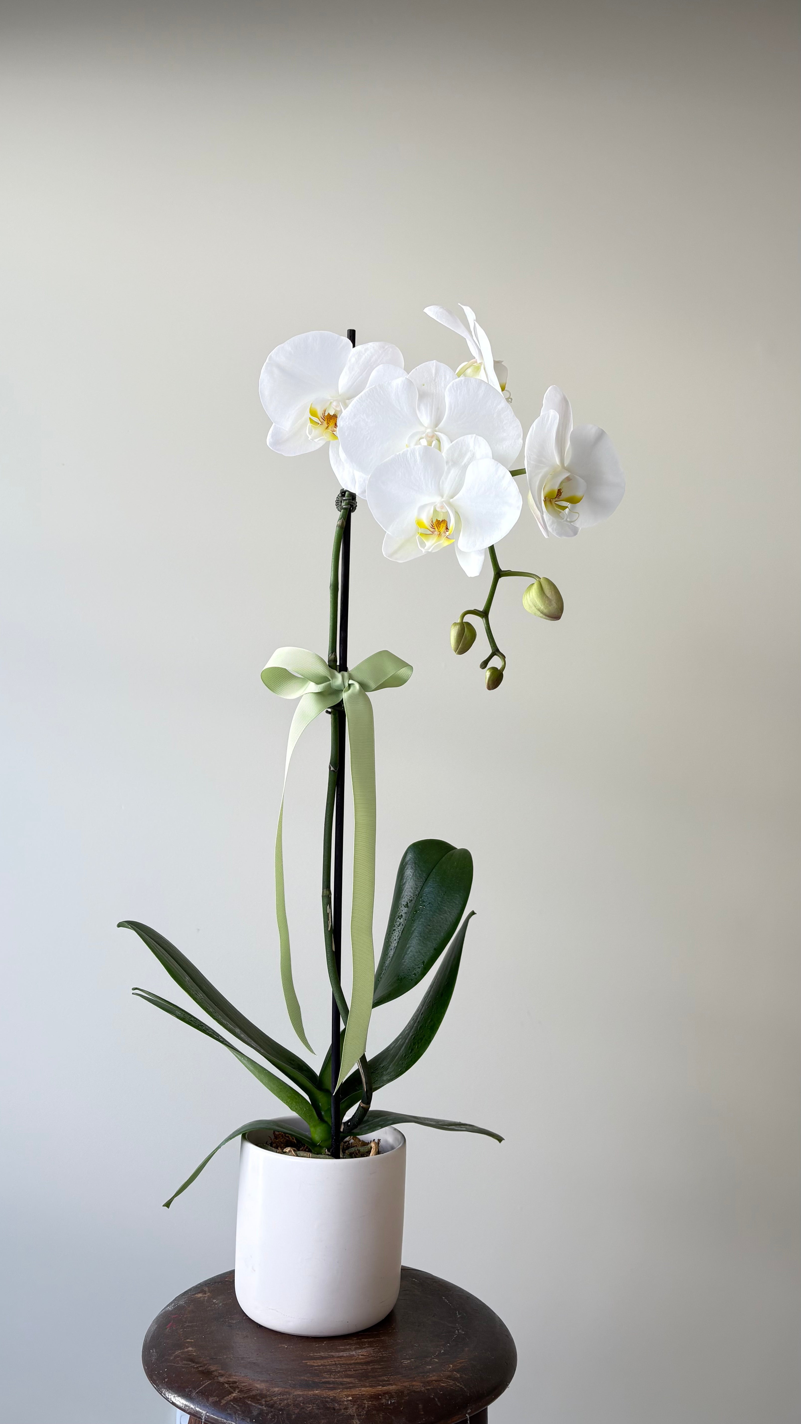 Orchid Plant in Ceramic