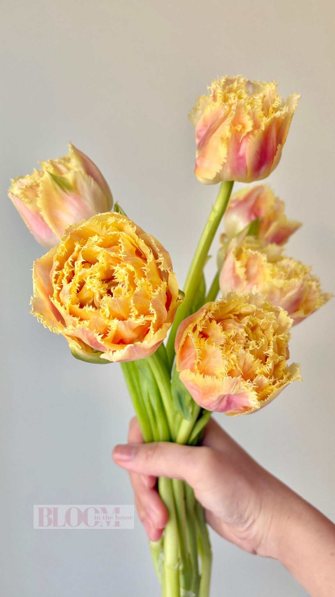 Tulips De Boer